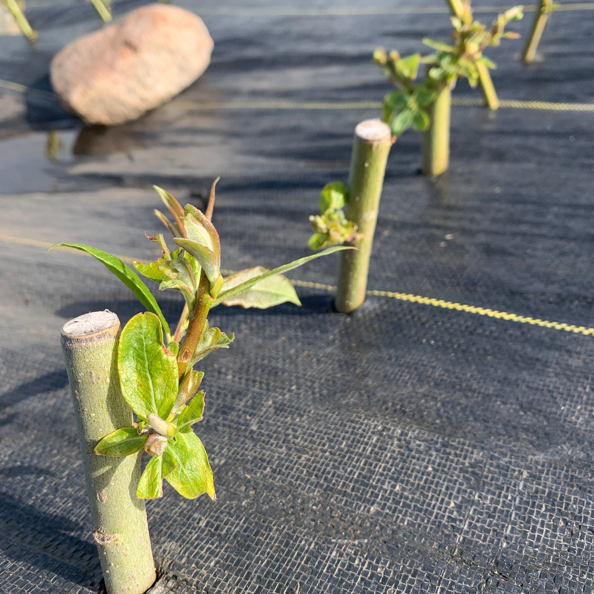 Smith's Willow Cutting