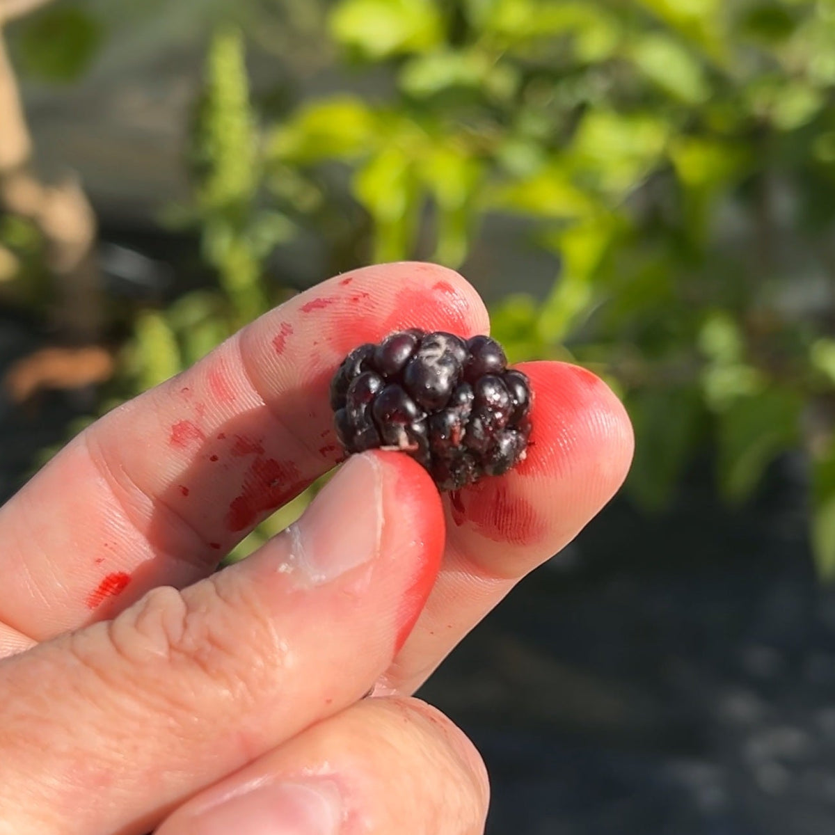 Persian Mulberry Cutting