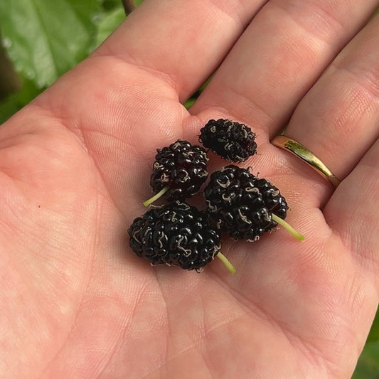 Easier-to-Root Mulberry Bundle - Jan's Best, Riviera, Oscar, Walker's Greenstock - 4pc