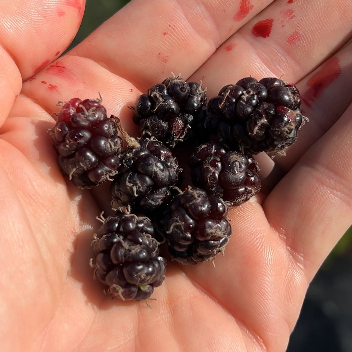 Persian Mulberry Cutting