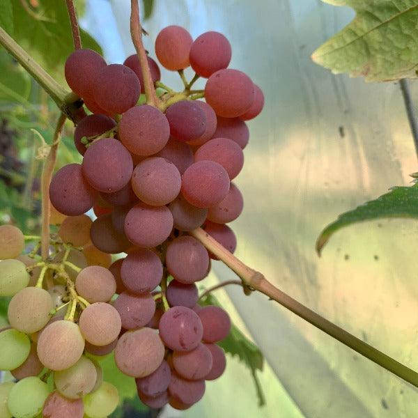 Vanessa Seedless Table Grape Cutting - Dingdong's Garden