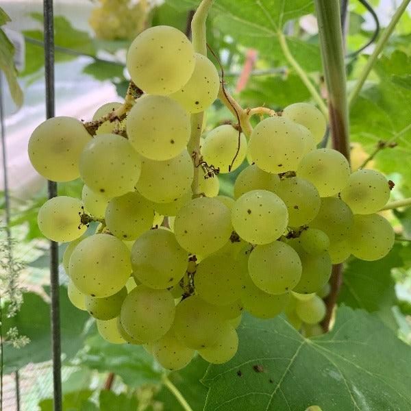 Vineland 71121 Table Grape Seeded Cutting - Dingdong's Garden