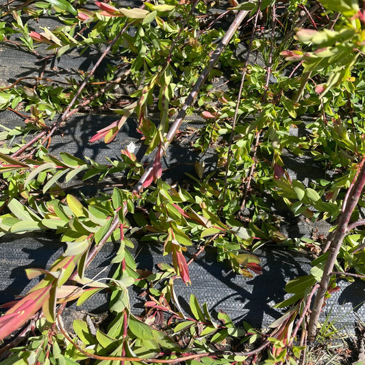 Waterfall Willow Cutting