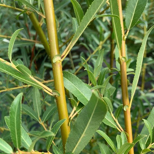 Whissender Willow Cutting