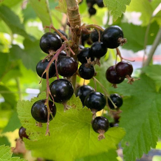 Willoughby Black Currant Cutting - Dingdong's Garden