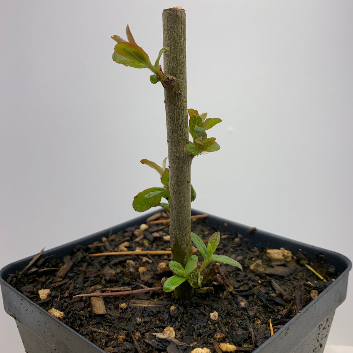 Winter Glory Willow Cutting Dingdong's Garden