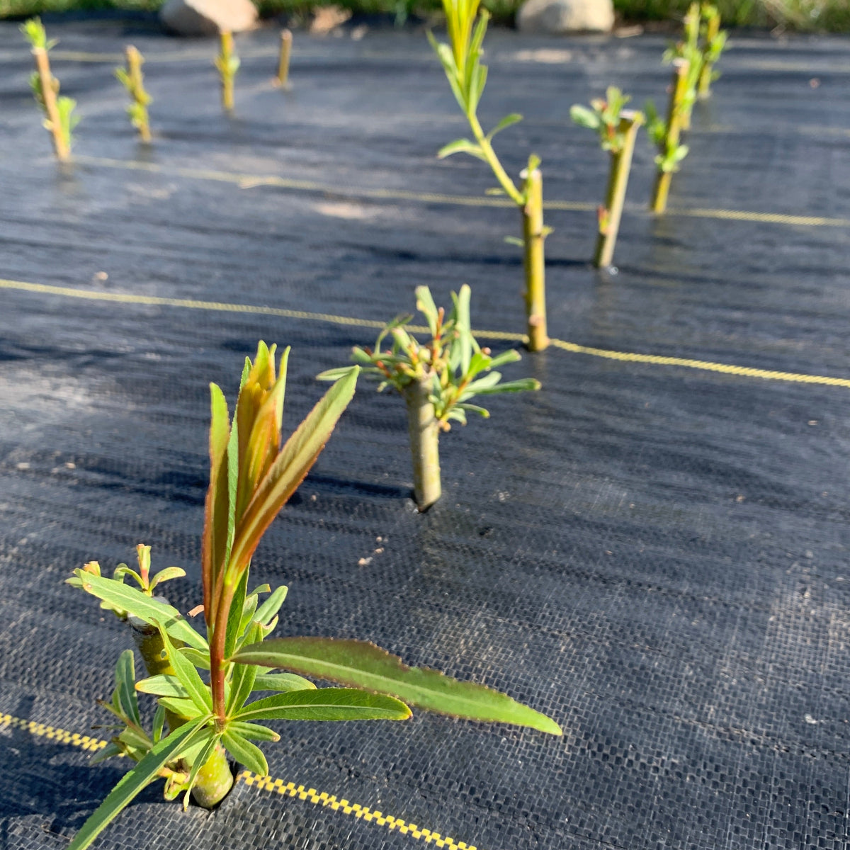 Winter Green Willow Cutting