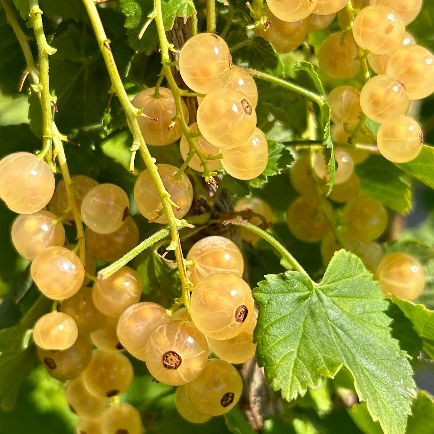 Zitavia White Currant Cutting