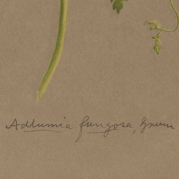 Adlumia fungosa (Allegheny vine) Wildflower 4x6 Decorative Card - Dingdong's Garden