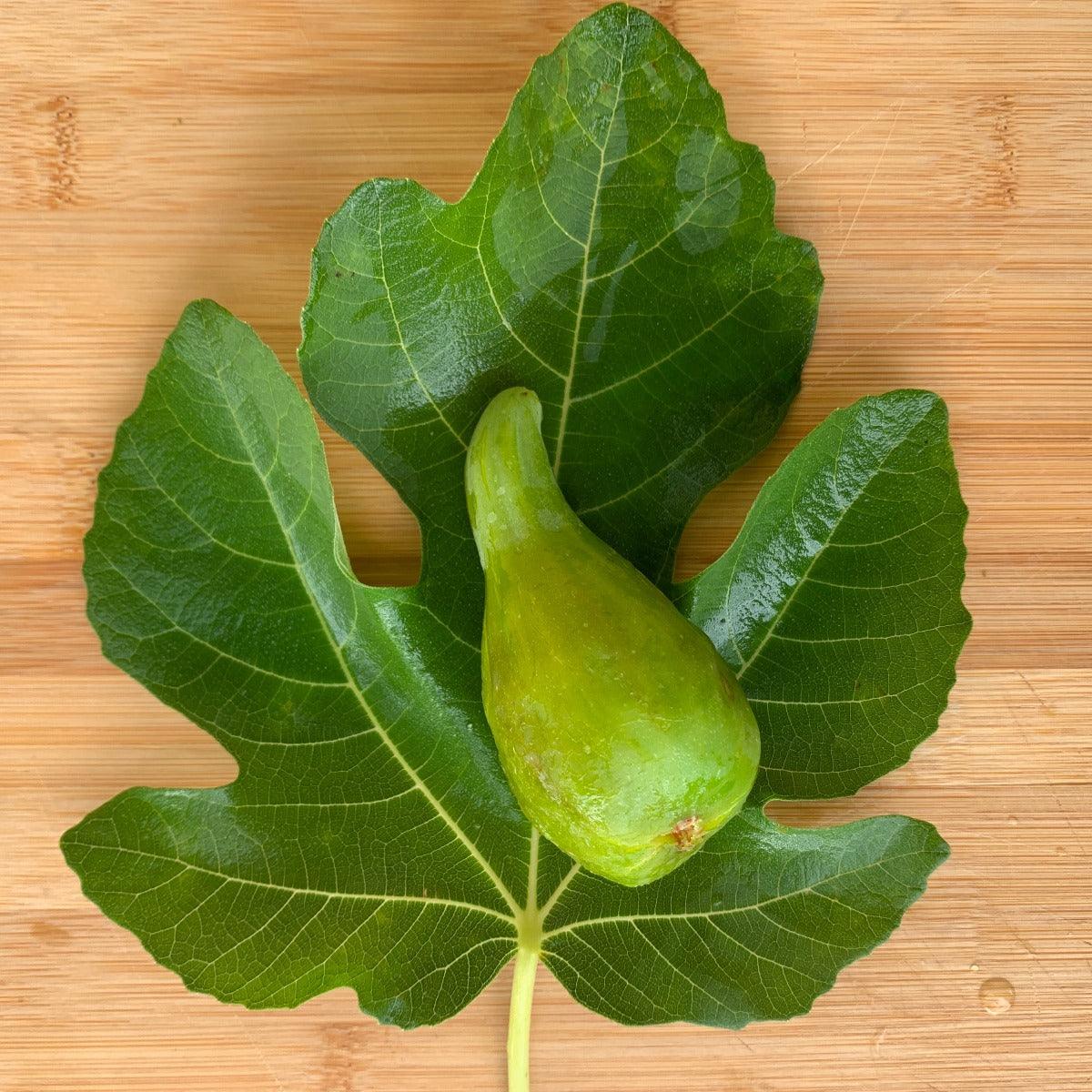 Adriatic J.H. Fig Cutting - Dingdong's Garden