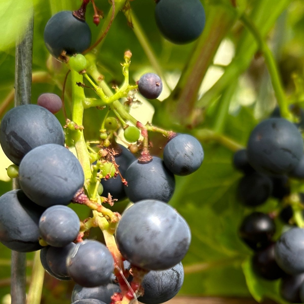 Agria Table Grape Cutting - Dingdong's Garden