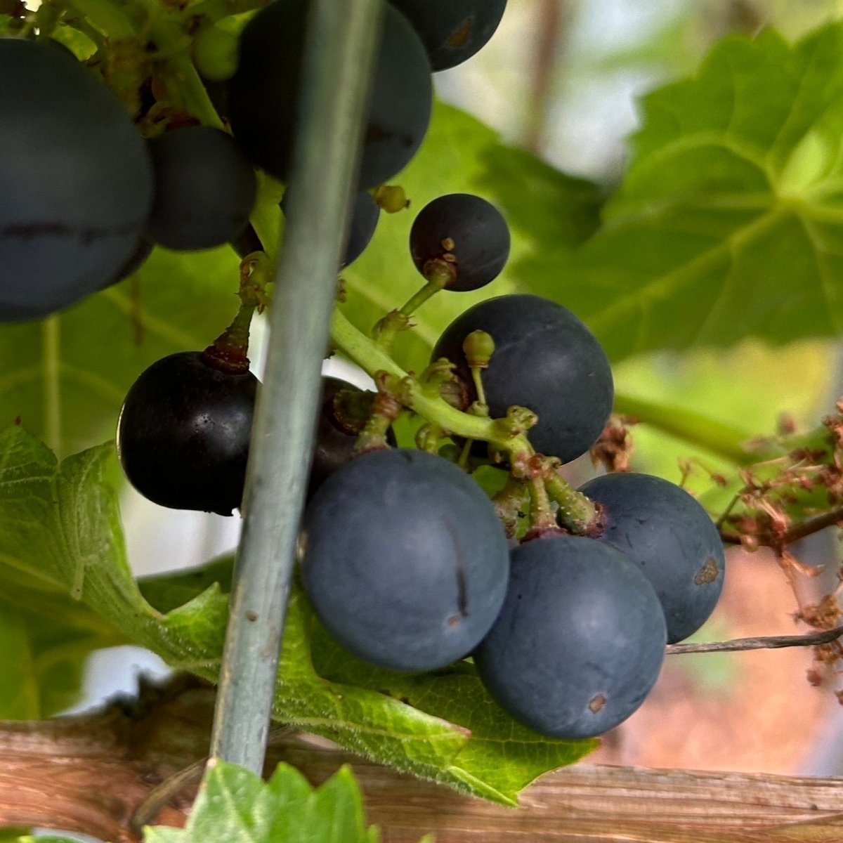 Agria Table Grape Cutting - Dingdong's Garden