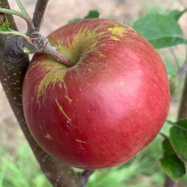 Akane Apple Scionwood