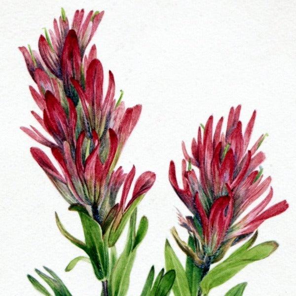 Alberta Paintbrush (Catilleja miniata) Wildflower 4x6 Decorative Card - Dingdong's Garden