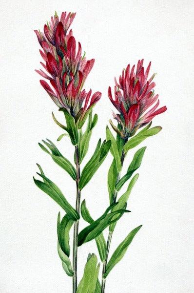 Alberta Paintbrush (Catilleja miniata) Wildflower 4x6 Decorative Card - Dingdong's Garden