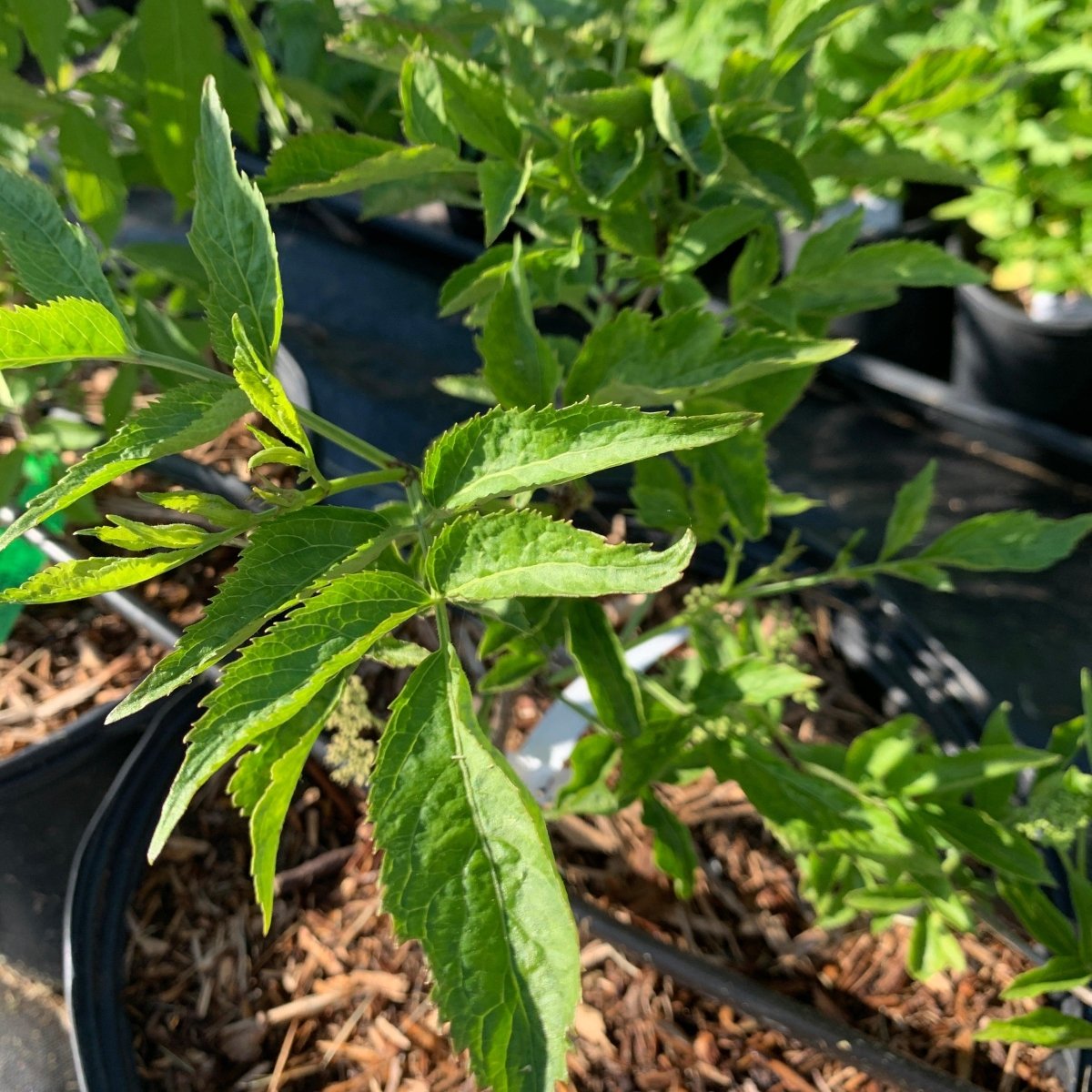 Allesso Elderberry Cutting - Dingdong's Garden