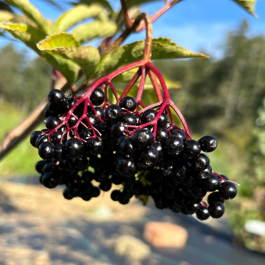 Allesso Elderberry Cutting - Dingdong's Garden