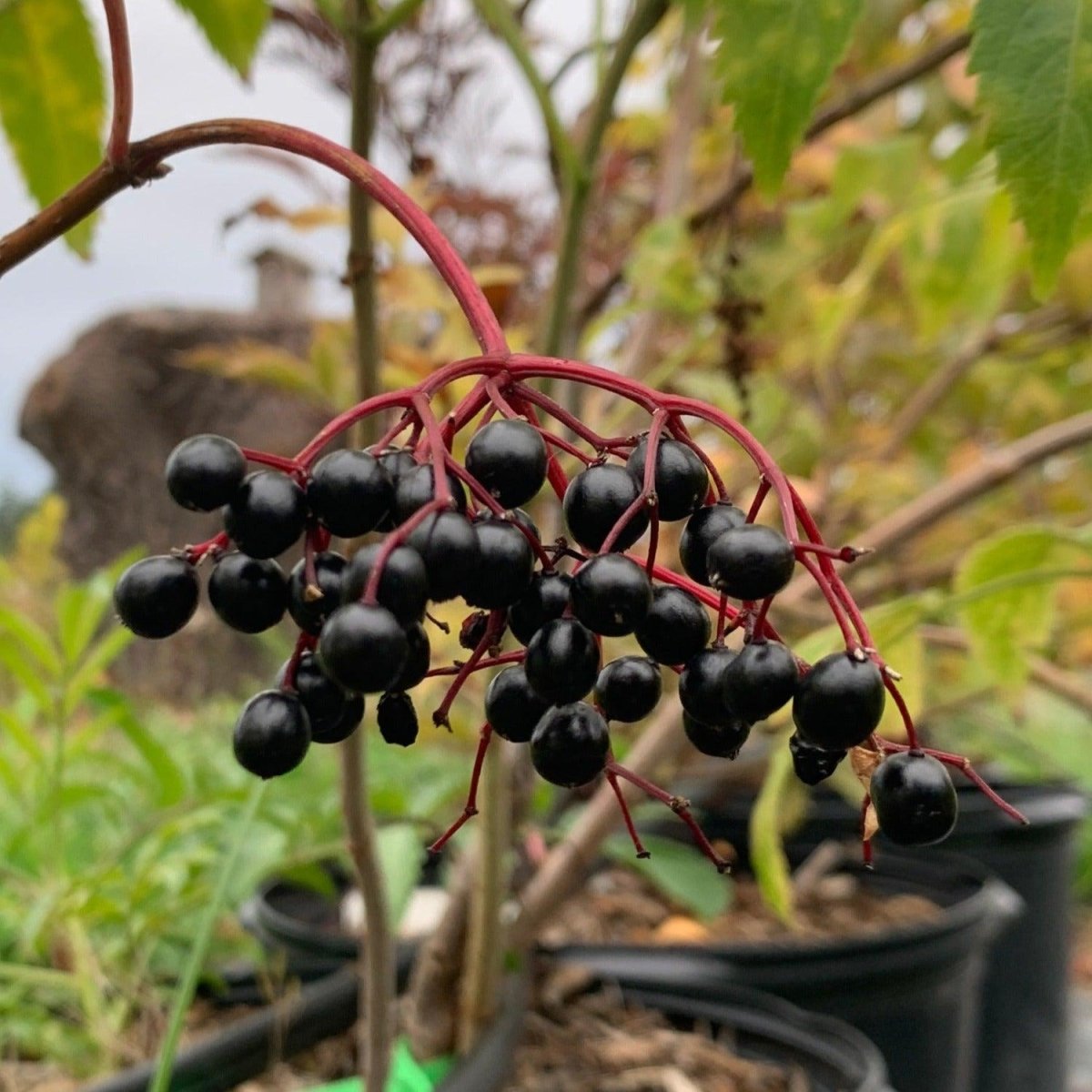 Allesso Elderberry Cutting - Dingdong's Garden