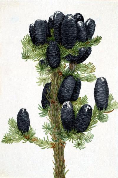 Alpine Fir (Abies lasiocarpa) Wildflower 4x6 Decorative Card - Dingdong's Garden