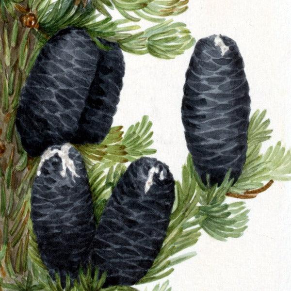 Alpine Fir (Abies lasiocarpa) Wildflower 4x6 Decorative Card - Dingdong's Garden