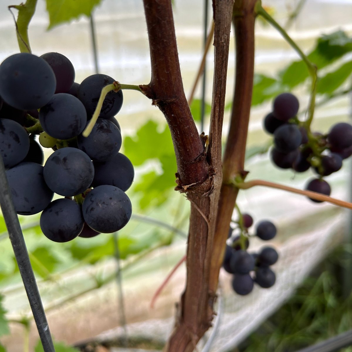 Alwood Table Grape Cutting - Dingdong's Garden