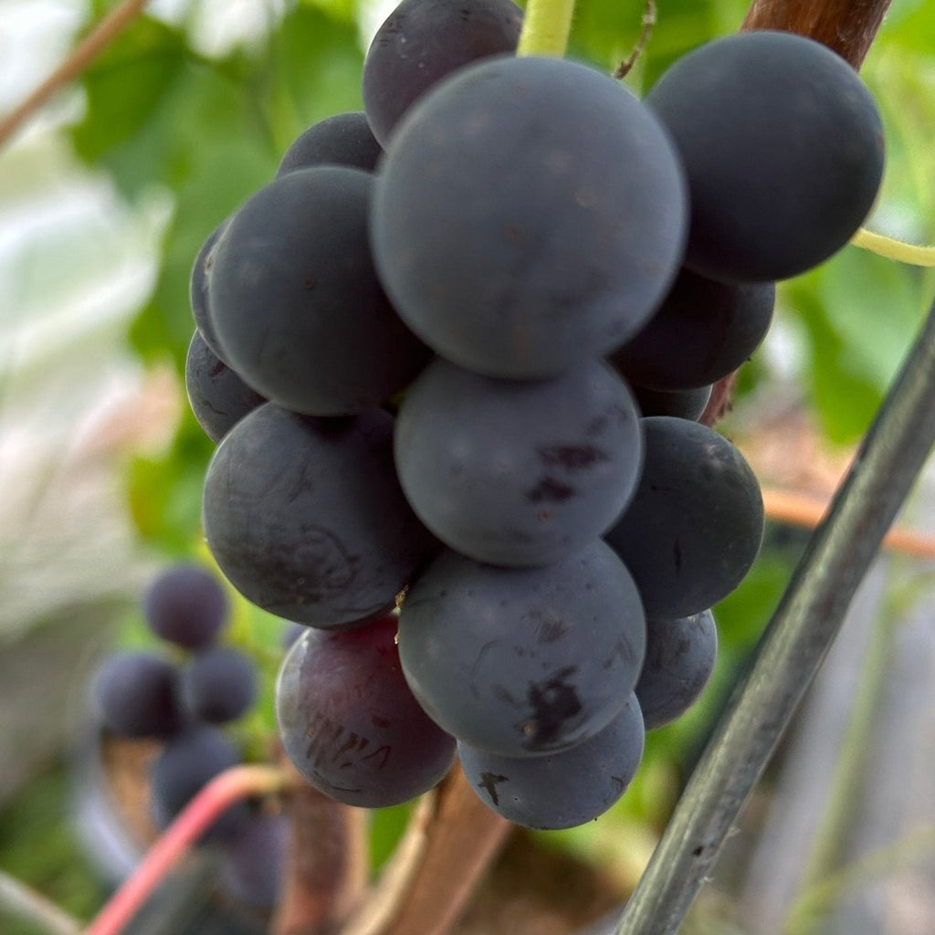 Alwood Table Grape Cutting