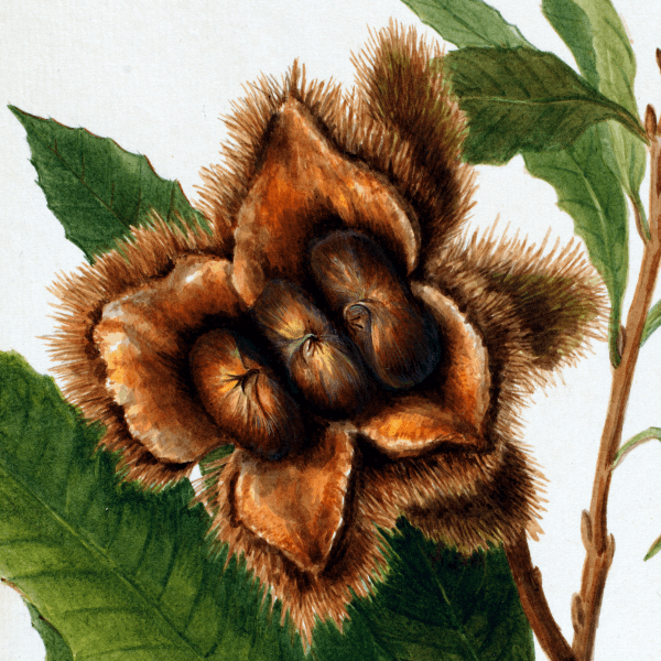 American Chestnut (Castanea dentata) Wildflower 4x6 Decorative Card - Dingdong's Garden