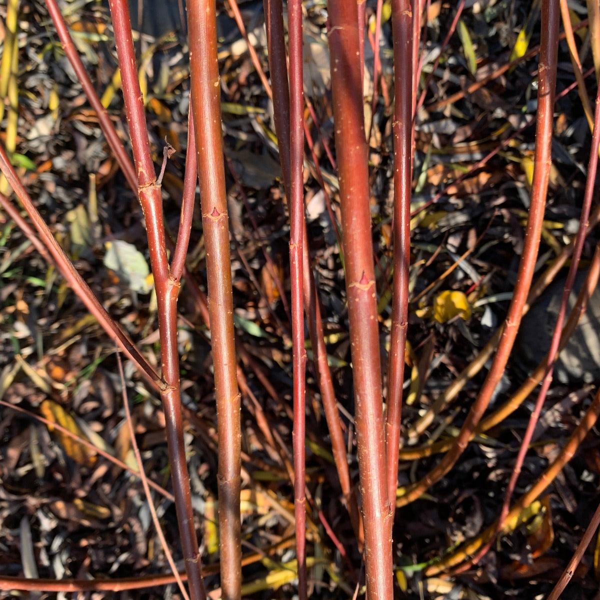 Americana Willow Cutting - Dingdong's Garden