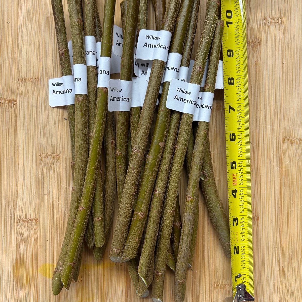 Americana Willow Cutting