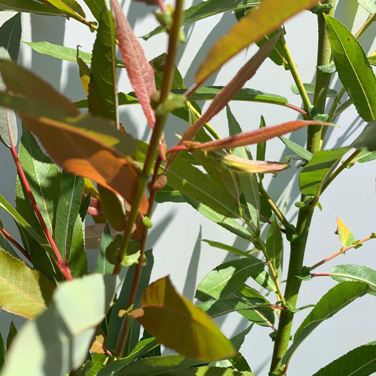 Americana Willow Cutting - Dingdong's Garden