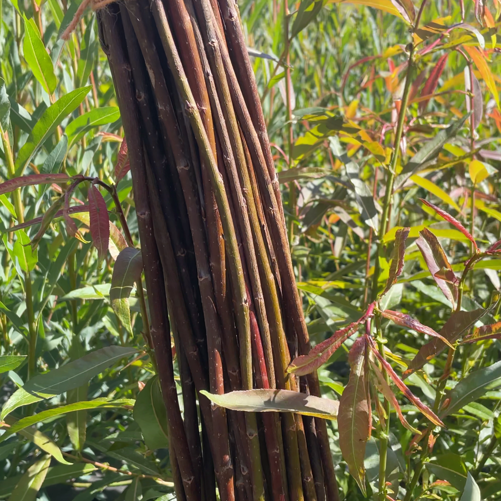 Americana Willow Cutting