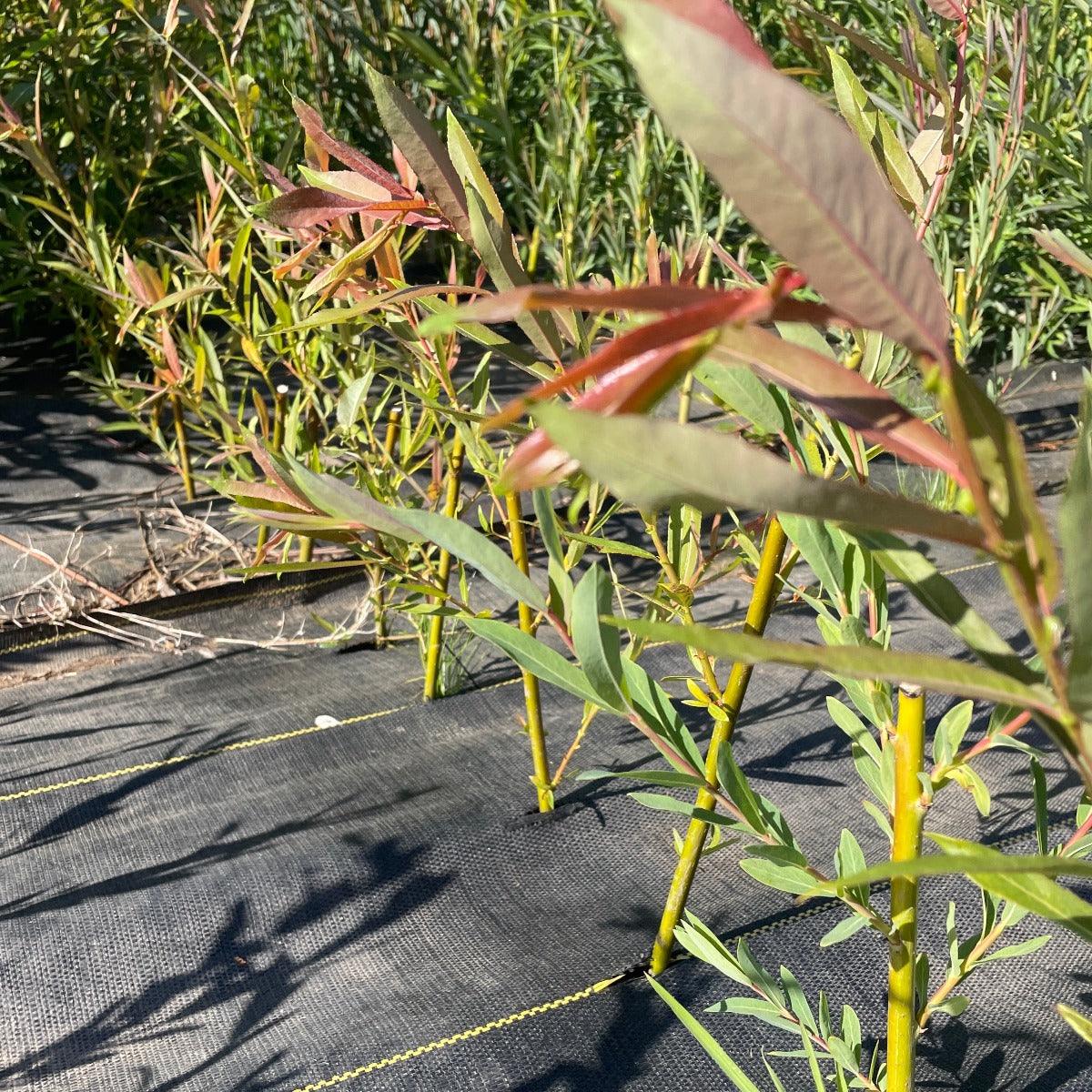 Americana Willow Cutting - Dingdong's Garden