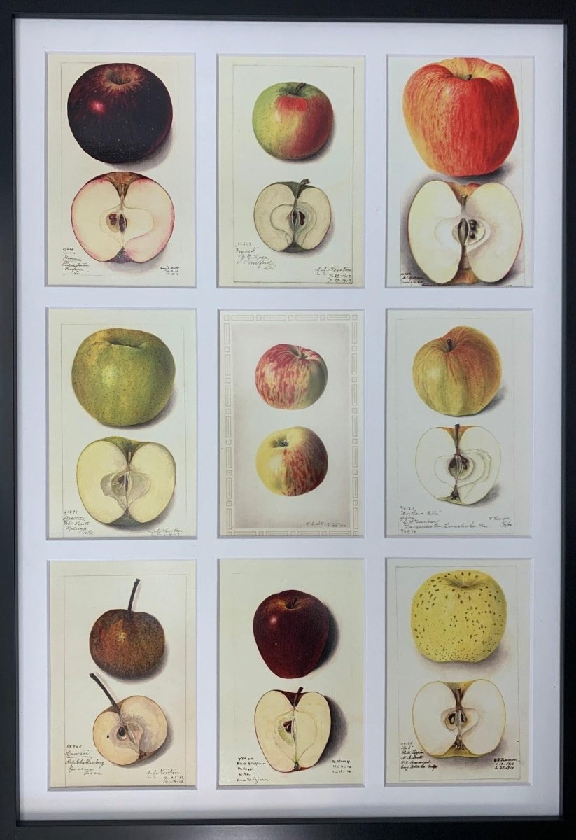 Andrews Winter Apple 4x6 Decorative Card - Dingdong's Garden