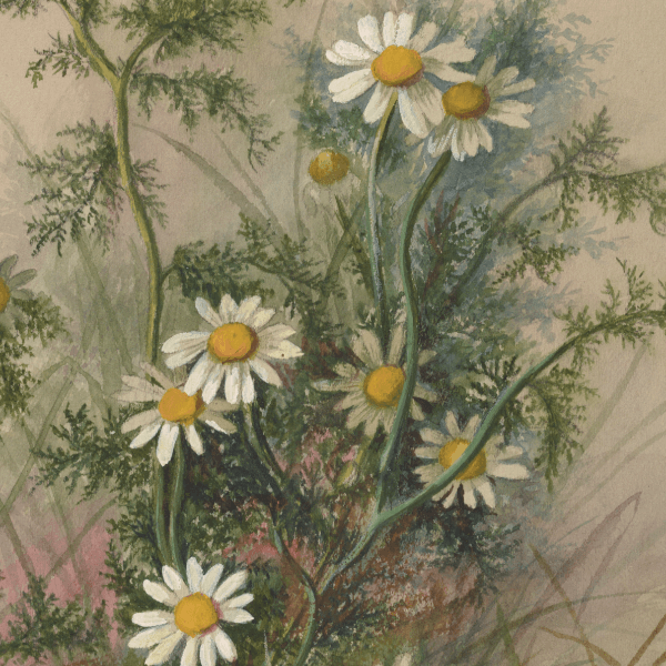 Anthemis arvensis (Corn camomile) Wildflower 4x6 Decorative Card - Dingdong's Garden