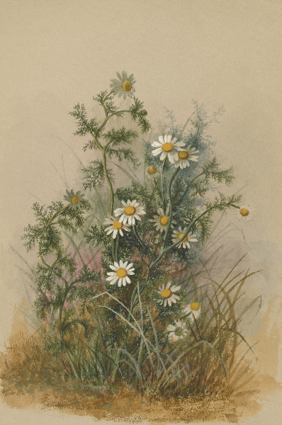 Anthemis arvensis (Corn camomile) Wildflower 4x6 Decorative Card - Dingdong's Garden