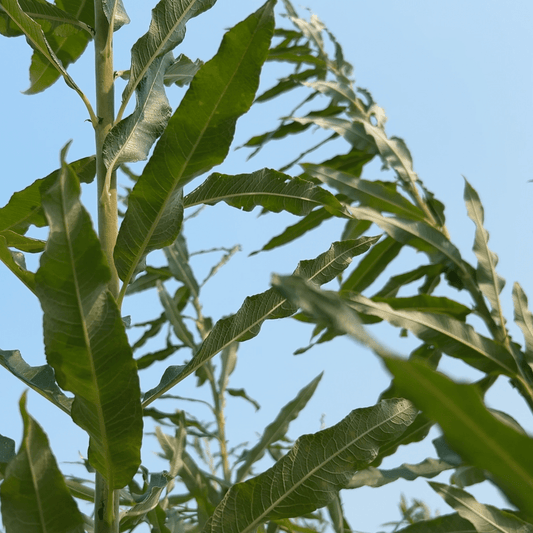 Aquatica Gigantea Germany Willow Cutting - Dingdong's Garden