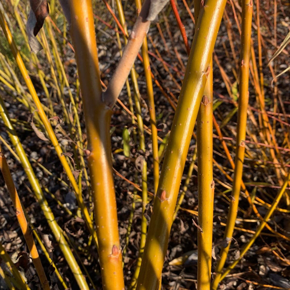 Aquatica Gigantea Germany Willow Cutting - Dingdong's Garden