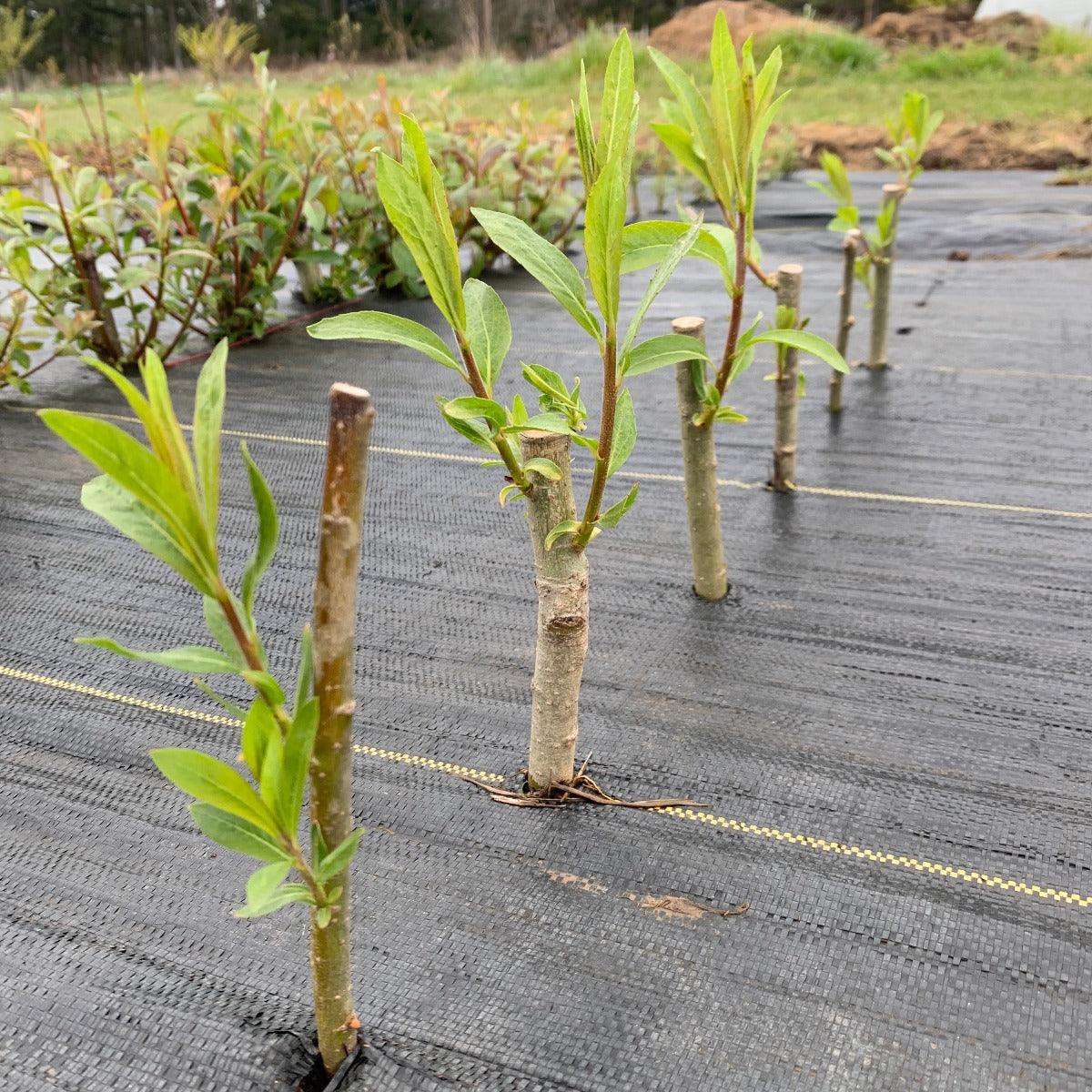 Aquatica Gigantea Germany Willow Cutting - Dingdong's Garden