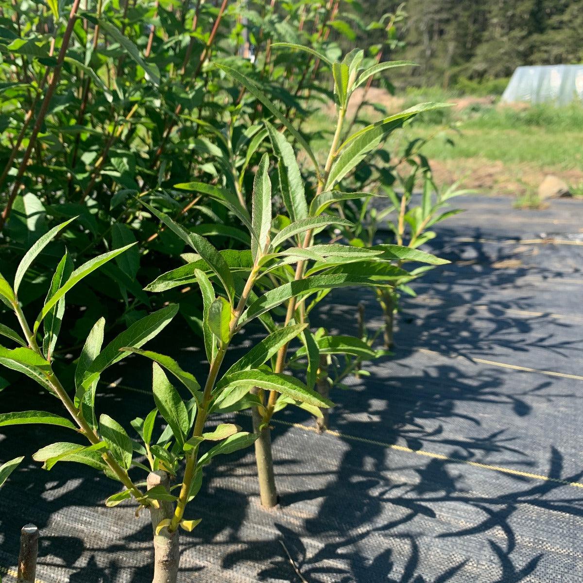 Aquatica Gigantea Korso Willow Cutting - Dingdong's Garden