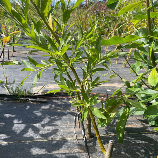 Aquatica Gigantea Korso Willow Cutting - Dingdong's Garden