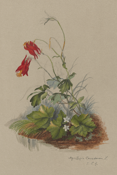 Aquilegia canadensis (Red columbine) Wildflower 4x6 Decorative Card - Dingdong's Garden