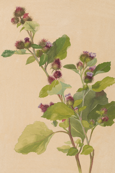 Arctium lappa (Greater burdock) Wildflower 4x6 Decorative Card - Dingdong's Garden