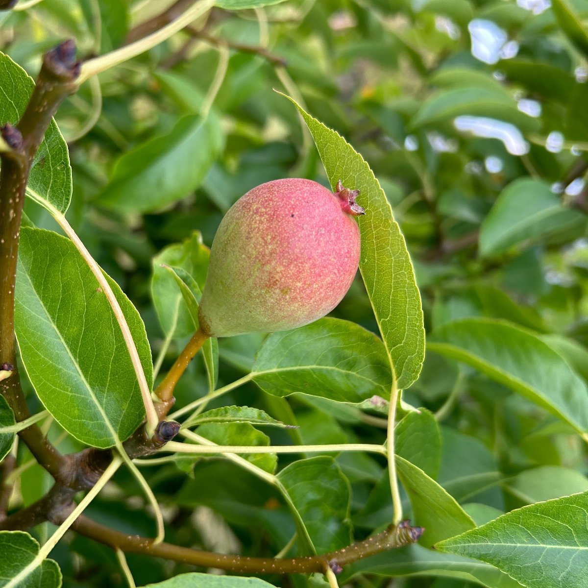 Arganche Pear Scionwood - Dingdong's Garden