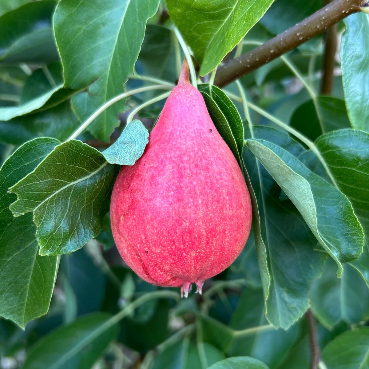 Arganche Pear Scionwood - Dingdong's Garden