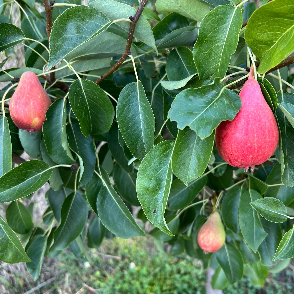 Arganche Pear Scionwood - Dingdong's Garden