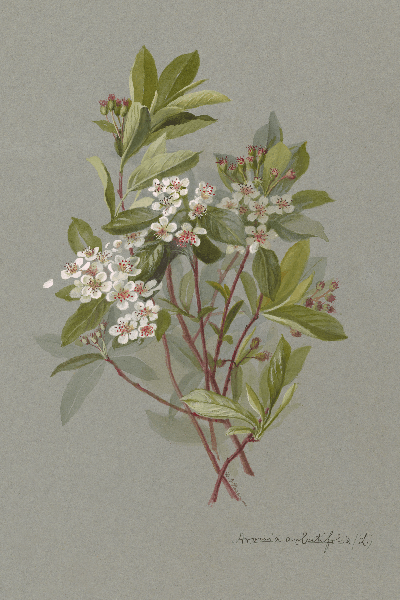 Aronia arbutifolia (Red chokeberry) Wildflower 4x6 Decorative Card - Dingdong's Garden