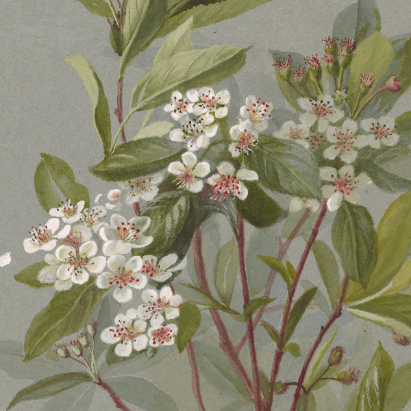 Aronia arbutifolia (Red chokeberry) Wildflower 4x6 Decorative Card - Dingdong's Garden