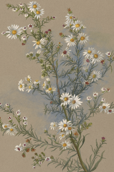 Aster ericoides (White heath aster) Wildflower 4x6 Decorative Card - Dingdong's Garden