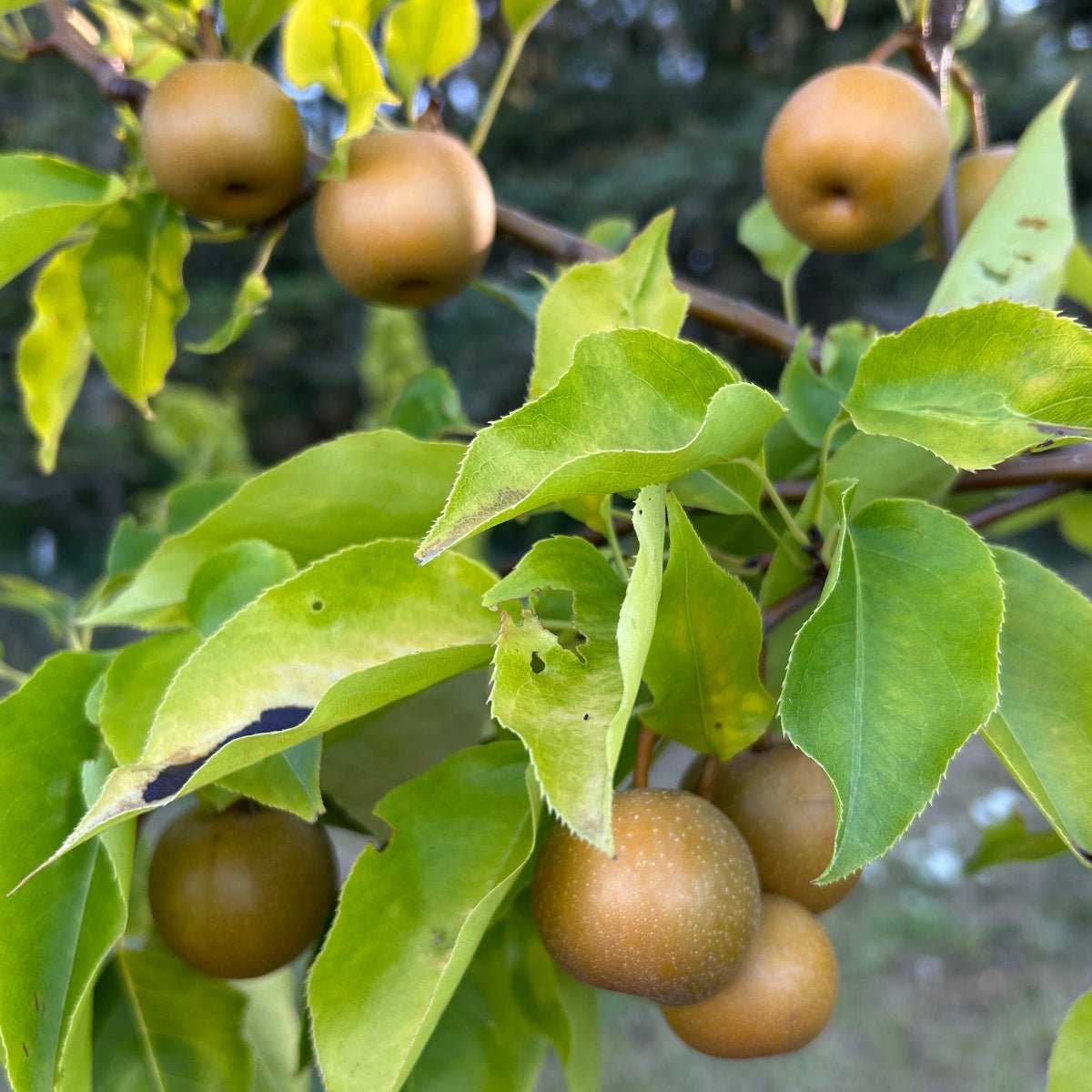 Atago Pear Scionwood - Dingdong's Garden