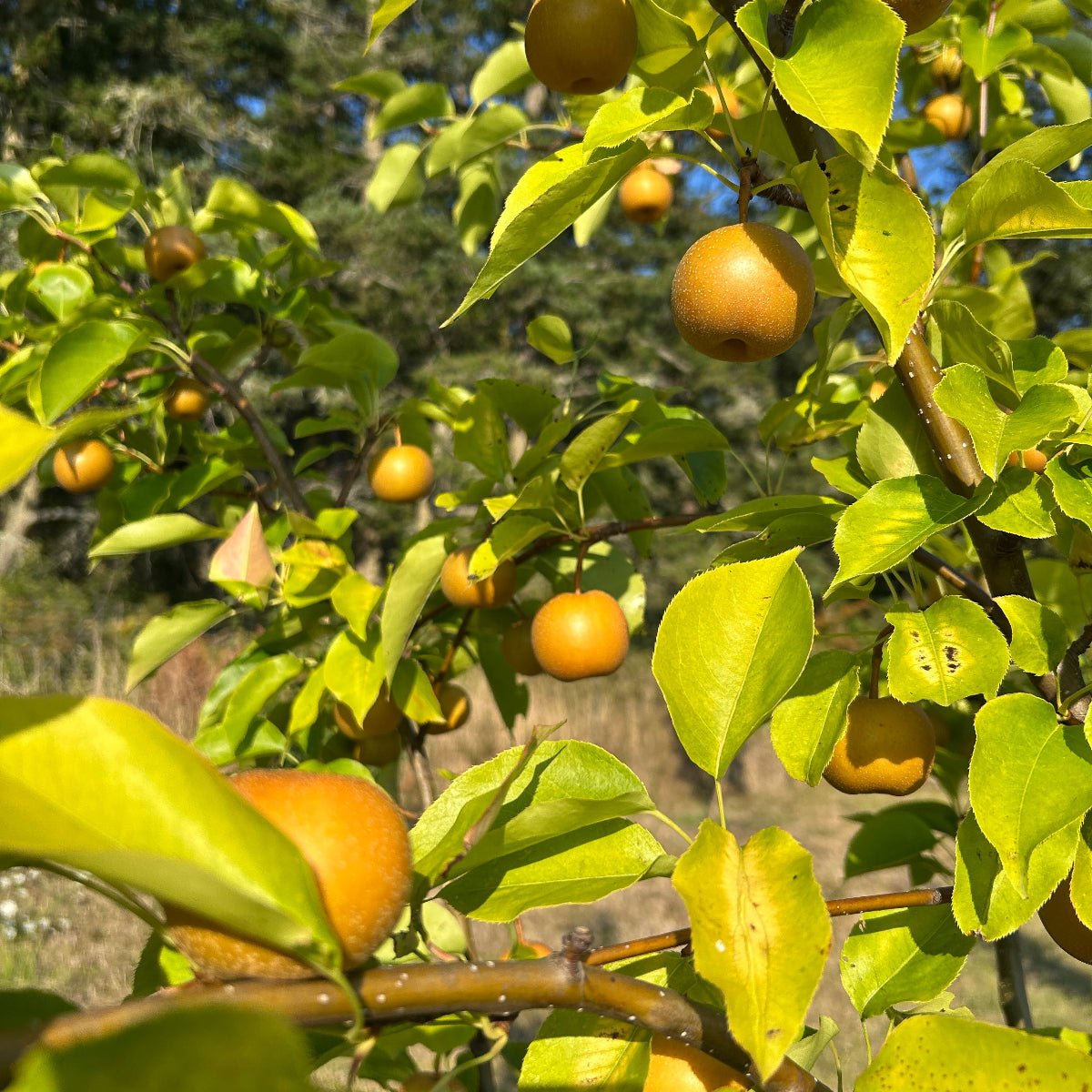 Atago Pear Scionwood - Dingdong's Garden